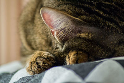 Close-up of a cat