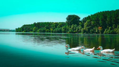 Ducks swimming in lake