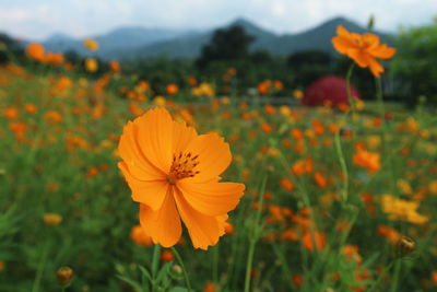 Close-up of yellow cosmos flowers blooming on field