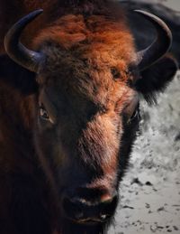 Close-up portrait of cow