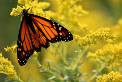 Close-up of butterfly pollinating on yellow flower