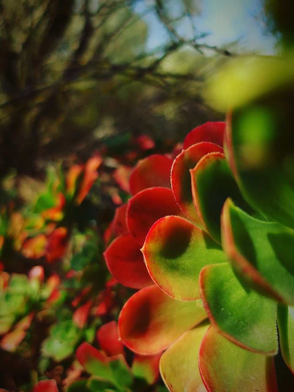 growth, close-up, focus on foreground, red, leaf, nature, beauty in nature, freshness, green color, plant, selective focus, fragility, natural pattern, day, no people, outdoors, green, growing, flower, botany