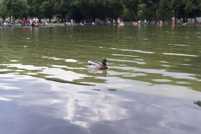 Ducks swimming in lake