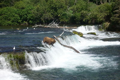 Scenic view of waterfall in forest