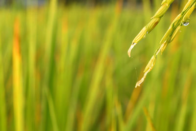 Close-up of crops growing on field