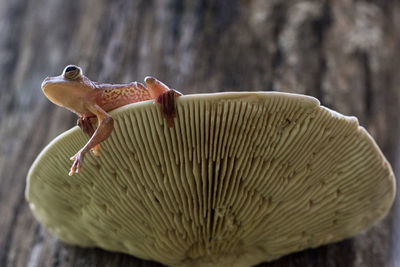 Close-up of frog on mushroom