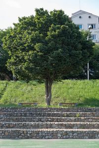 Tree by stone wall in park against sky