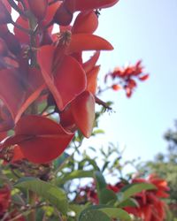 Low angle view of red flowers against sky