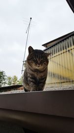 Low angle view of cat on tree against sky