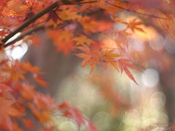 Close-up of maple leaves against blurred background