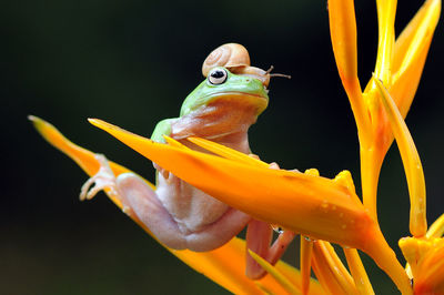 Close-up of lizard on yellow leaf against black background