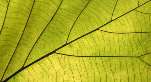 Full frame shot of green leaf