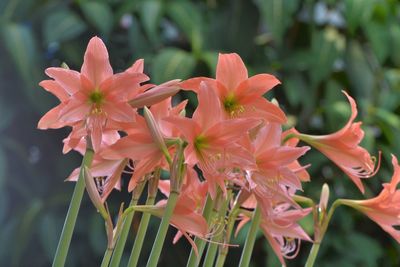 Close-up of pink lily flowers