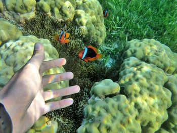 Close-up of hand feeding birds in water