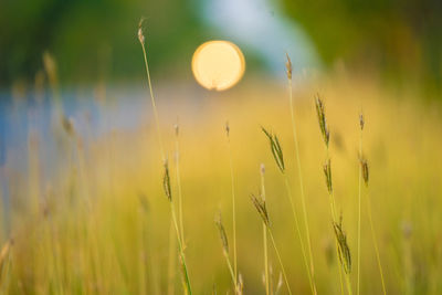 Close-up of wheat growing on field