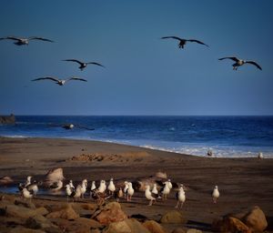 Seagulls on beach