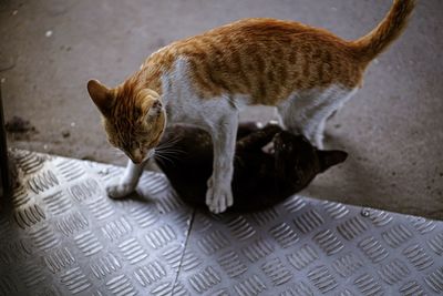 High angle view of cat resting on bed