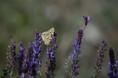 Close-up of butterfly pollinating on lavender