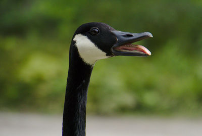 Close-up of a bird