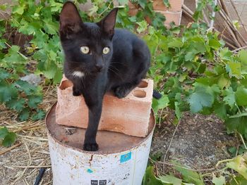 Portrait of cat sitting outdoors