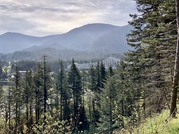 Panoramic view of pine trees in forest against sky