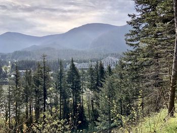 Panoramic view of pine trees in forest against sky