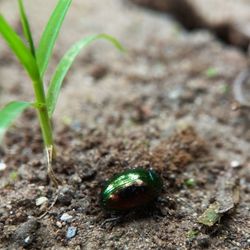 High angle view of insect on field