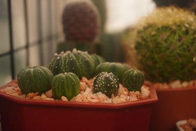 Close-up of succulent plant