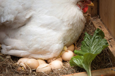 Close-up of chicken on eggs