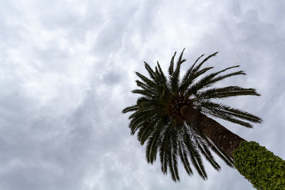 Low angle view of palm tree against sky