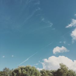 Low angle view of trees against blue sky