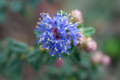 Close-up of purple flowering plant in park