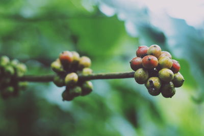Close-up of berries growing on tree