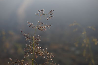 Close-up of plants against blurred background