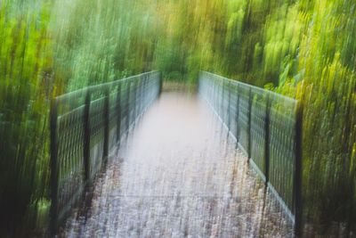 Narrow footbridge along plants in forest