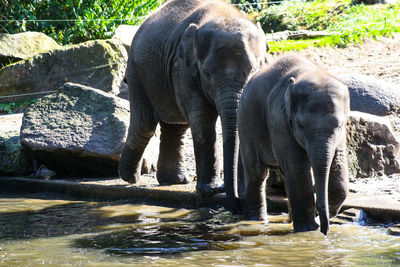 Elephant standing on rock