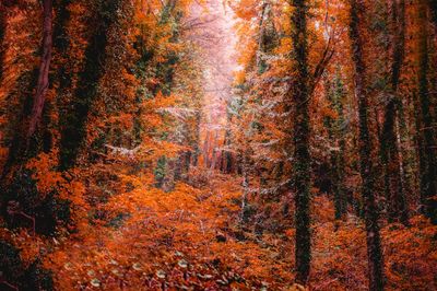 View of trees in forest during autumn