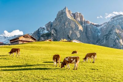 Cattle grazing on field against mountains