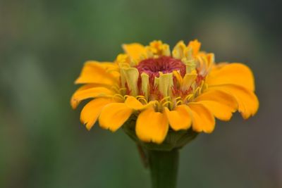 Close-up of yellow flower