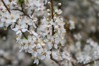 Close-up of white cherry blossom tree