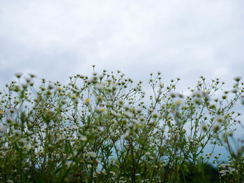 Close-up of flowering plants on field against sky
