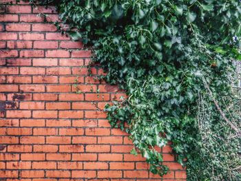 Ivy growing on wall