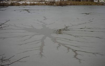 High angle view of frozen plants on land