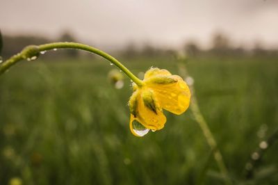 Close-up of yellow flower