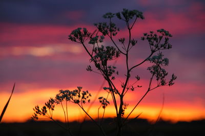 Silhouette plants on field against romantic sky at sunset