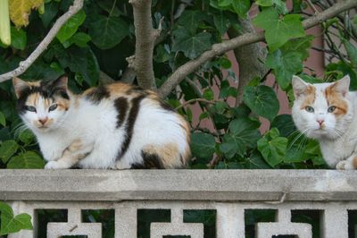 Close-up of cat resting on grass