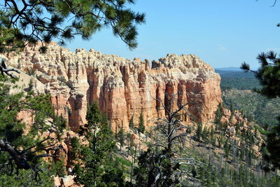 Panoramic shot of trees on landscape against clear sky