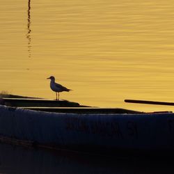 Bird perching in water