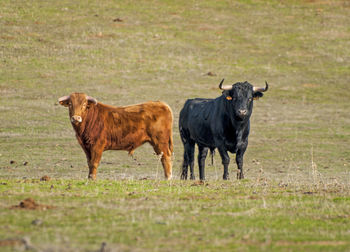 Cows in a field