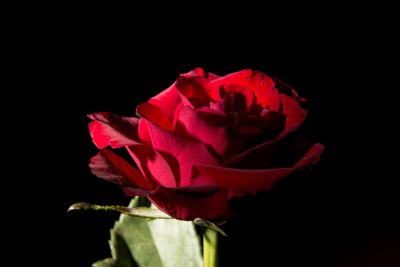 Close-up of red flower over black background